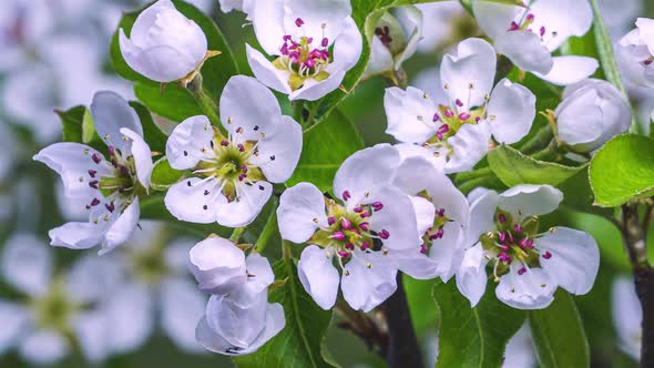 Closeup of White Fruit Flowers Blooming Fresh Spring