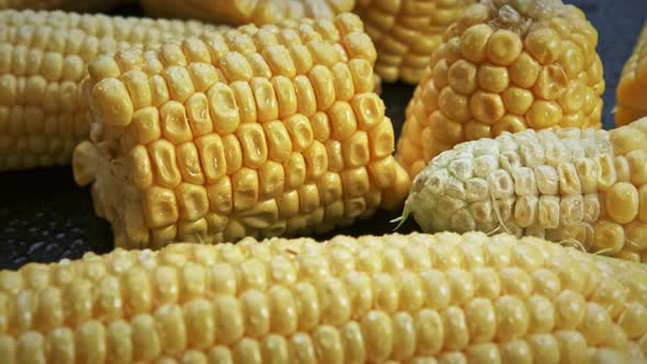 Fresh Raw Organic Corn Cobs on Black Background Rotating Close Up.