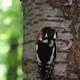 Woodpecker feeds offspring in a hollow - VideoHive Item for Sale