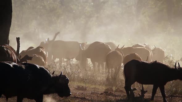 African buffalo in Kruger National park, South Africa