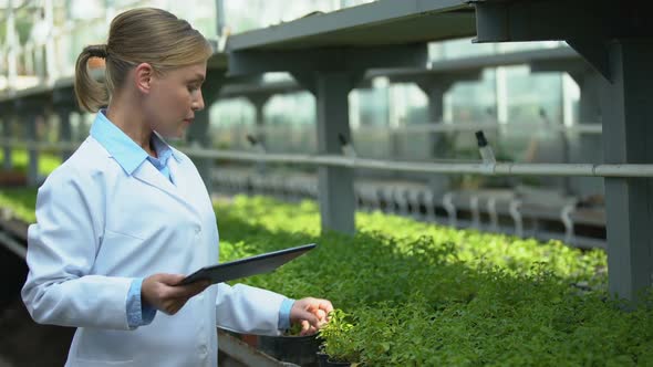 Experienced Researcher Examining Seedlings, Inserting Data in Tablet, Experiment