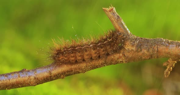 Caterpillar Phragmatobia Fuliginosa Also Ruby Tiger