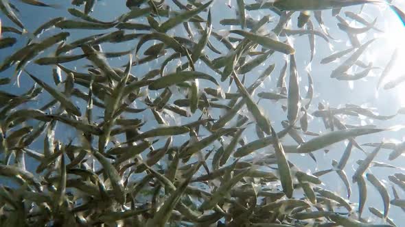 Fish swimming in very clear and transparent shallow water. Swarm of minnows moving in all directions