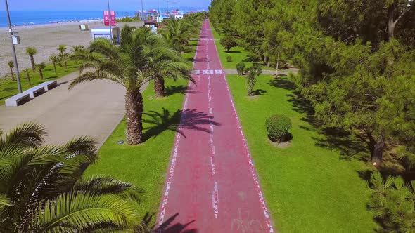 Bicycle path along palm alley overlooking blue sea