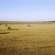 Agriculture And Wheat Field - VideoHive Item for Sale