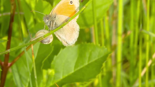 Butterfly On Flower 2