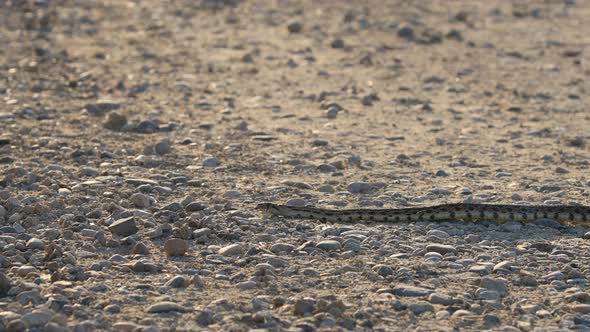 Snake Slithers Across A Dirt Trail Near Boise, Idaho