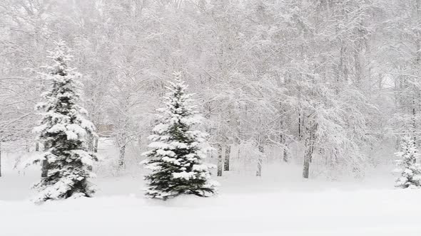 Aerial Video of a Winter Forest