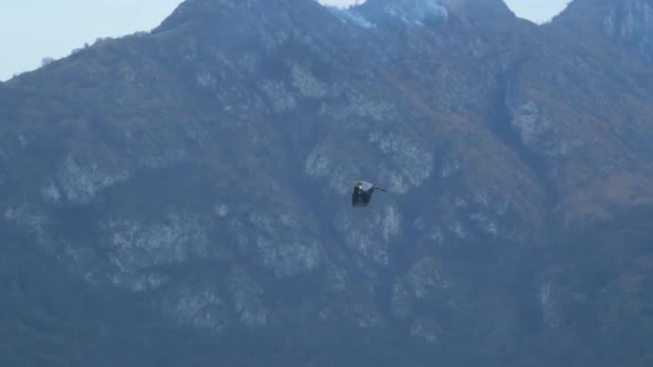 Black Stork Flying 