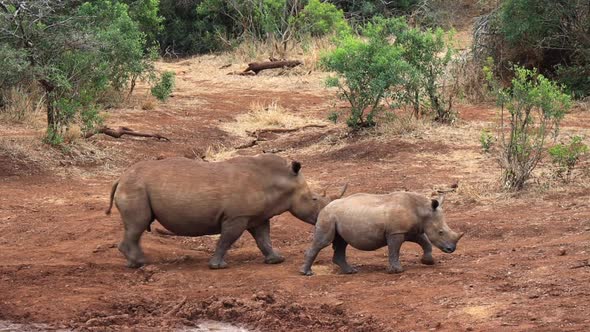 Adult male and juvenile White Rhino walk along edge of muddy pond