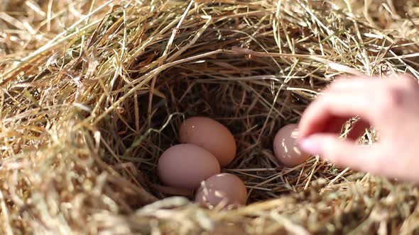 Collection of chicken eggs on the farm. Farmer's hand collects eggs.