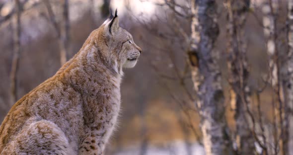 Close-up of a Alert Eurasian Lynx Sitting on a Rock in Forest Looking for Prey