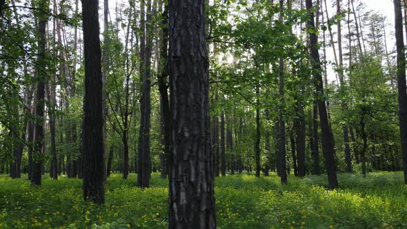 Wild Forest Landscape on a Summer Day