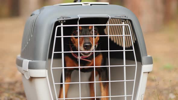 Min Pin Dog in a Cage for Transporting Animals Outdoors