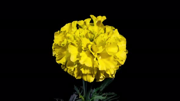 Yellow Flower Tagetes Blooming in Time Lapse on a Black Background. Globular Marigold Flower 