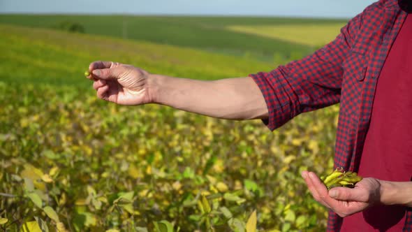 Close-up of an Agronomist with Soybean Fruits in Hands. Concept Ecology, Bio Product, Natural