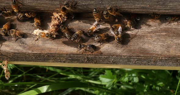 European Honey Bee, apis mellifera, cocoon of false ringworm released from the hive by the cleaners