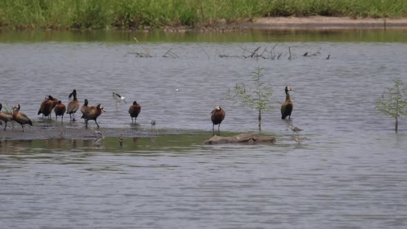 Group of White-faced Whistling-duck fighting in a lake