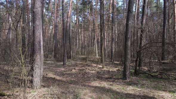 Trees in a Pine Forest During the Day Aerial View