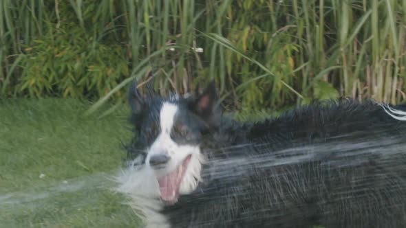 An Australian Shepherd plays with a water-jet in the garden. Camera follows.