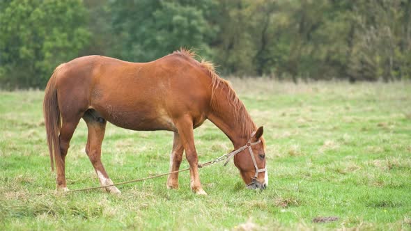 Beautiful Chestnut Horse Grazing in Summer Field