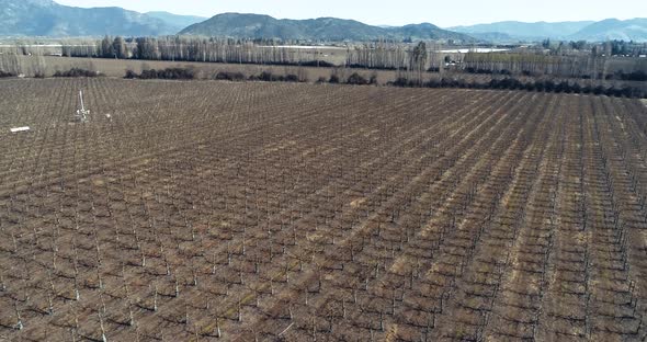 Drone footage in 4K, 60fps shot in Chile, smooth shoot going up from a the crops