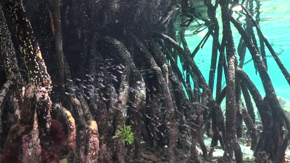 Mangroves underwater in Raja Ampat. A wide angle shot of Mangroves with fish filmed in 4K in Raja Am