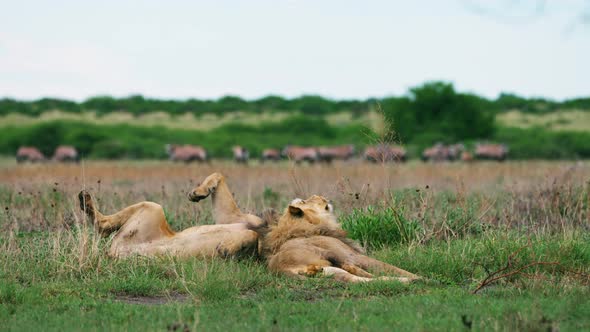 A Pair Of Lions Playing And Lying In Grassy Field In Central Kalahari Game Reserve - medium shot