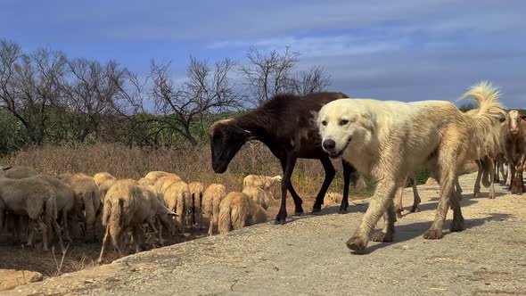 Herd of sheep and shepherd dogs walking while together crossing road. Low angle slow motion pov