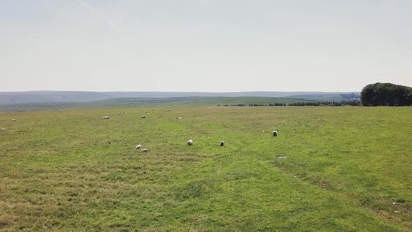 Aerial view of farmland with livestock grazing. Ascending drone footage from fields with sheep on it