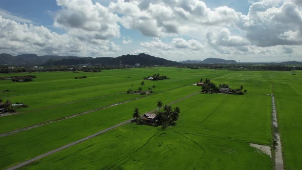 The Paddy Rice Fields of Kedah and Perlis, Malaysia