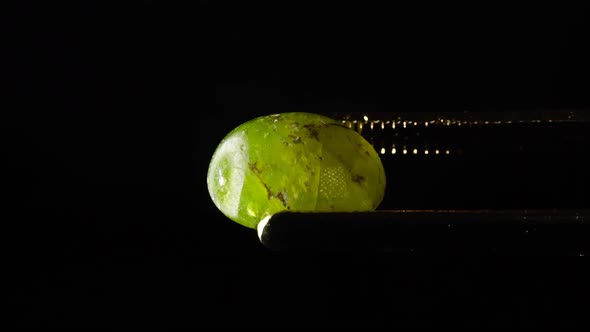 Natural Hydrogrossular Green Garnet in Tweezer on Turn Table