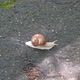 Big Snail Crawling on the Sidewalk - VideoHive Item for Sale
