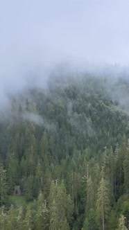 Aerial View of Trees in the Forest