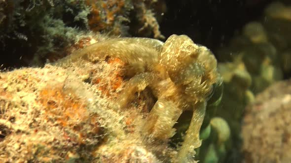 Sea cucumber feeding close up on coral reefing it's arms