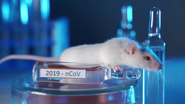 White Laboratory Mouse in a Modern Laboratory