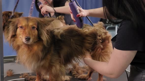 A Female Groomer Trimming a Dog with a Hair Clipper on the Table for Grooming