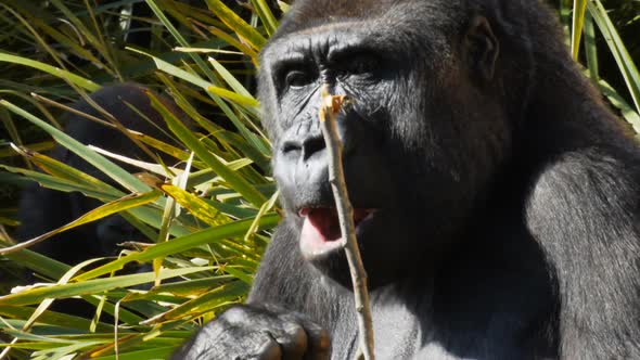 close up of a gorilla sitting and eating bark