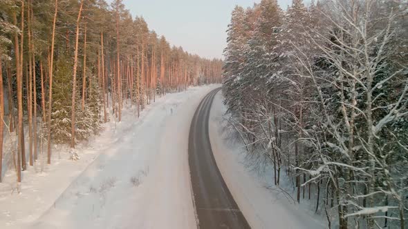 Beautiful Winter Pine Forest on a Sunny Day