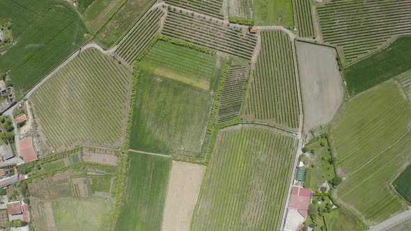 Green Vineyards Aerial View 15