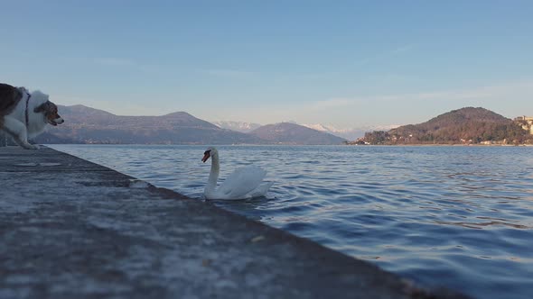 Angry swan growls at dog on lake shore in Italy. Slow-motion and low-angle