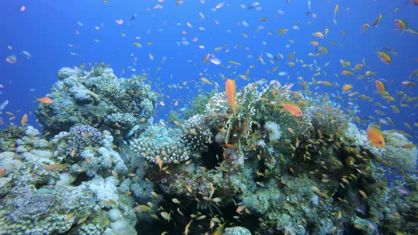 Coral and Colorful Fishes