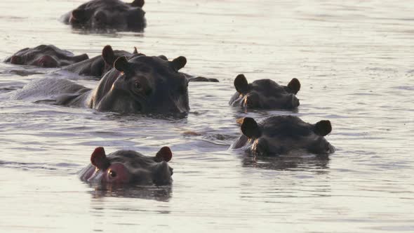 A Herd Of Hippopotamus Looking At The Camera While Swimming In The Lake In Botswana - Closeup Shot