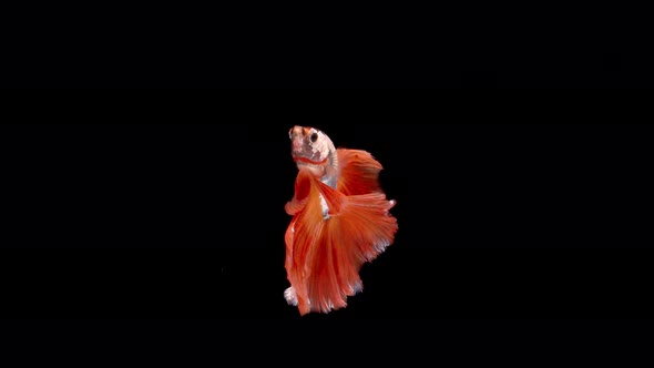 slow motion of Siamese fighting fish (Betta splendens), well known name is Plakat Thai alt