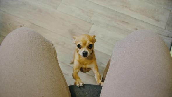 The Pet Lays Its Paws on the Chair for the Mistress