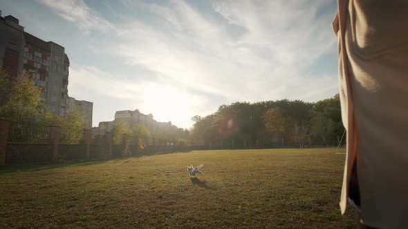 The Girl is Playing with Her Jack Russell Pulling a Puller