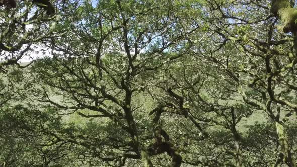 Close-up aerial tracking through Wistman's wood on a sunny day. Dartmoor, England