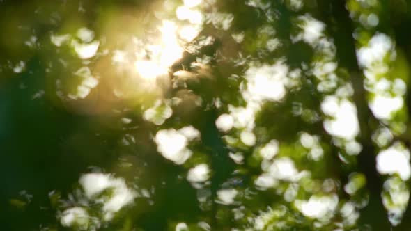 Sun Breaking Through Green Leaves Blurred Bokeh Background. Abstract Nature Background with Sun