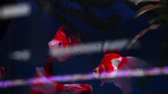 Ryukin fish recently placed in aquarium tank swimming among their own kind.