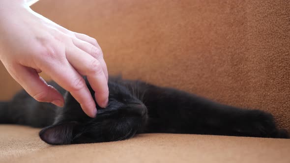Hand of a Human Stroking a Black Cat Who Sleeps on a Sofa
